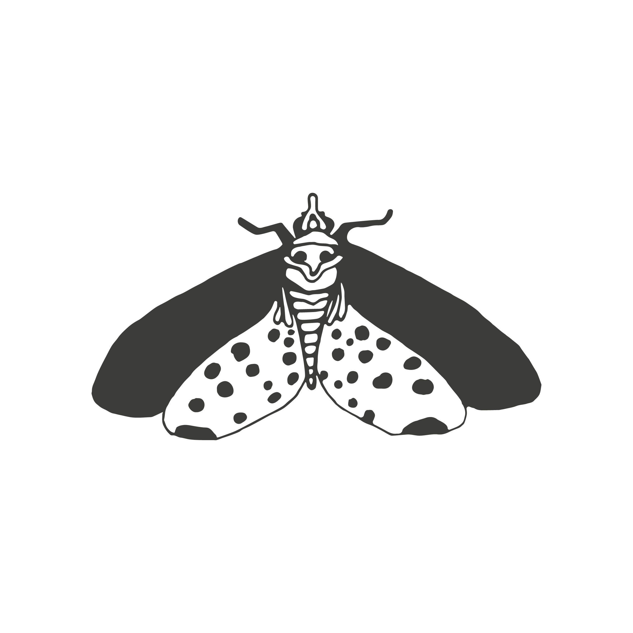Silueta polilla — dibujada a mano